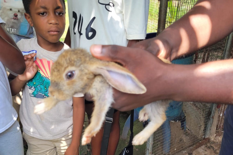DISCOVERING OF THE TROPICAL ANIMALS AT THE GMK FARM (ADETIKOPE)